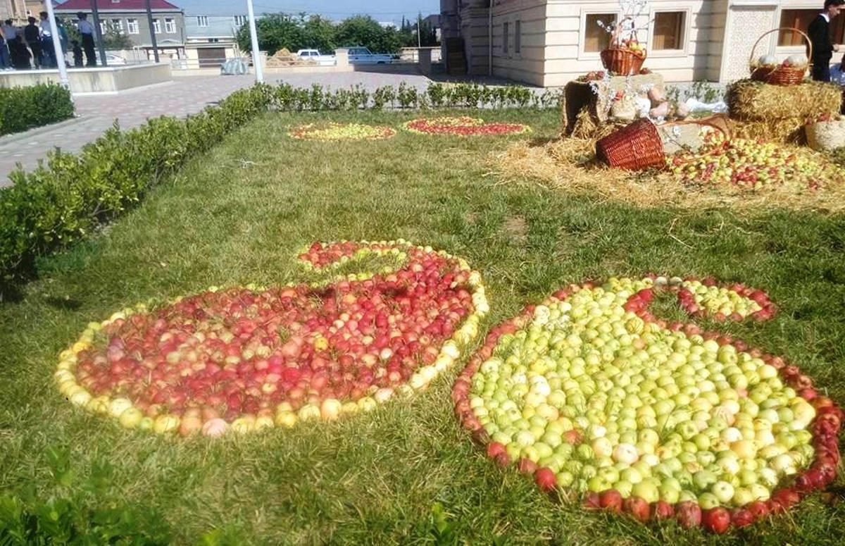 Feel yourself in heaven of apples in Guba