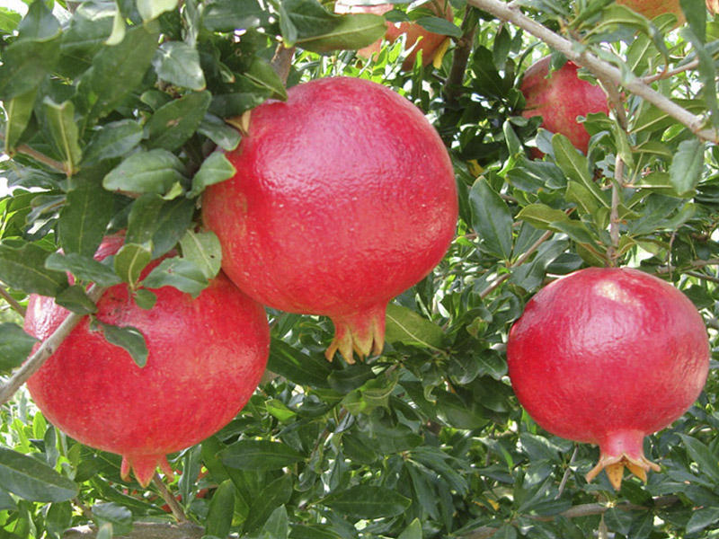 Pomegranate, red-flaming fruit
