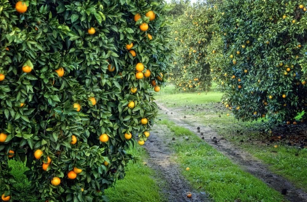 Citrus orchards expanded in Astara