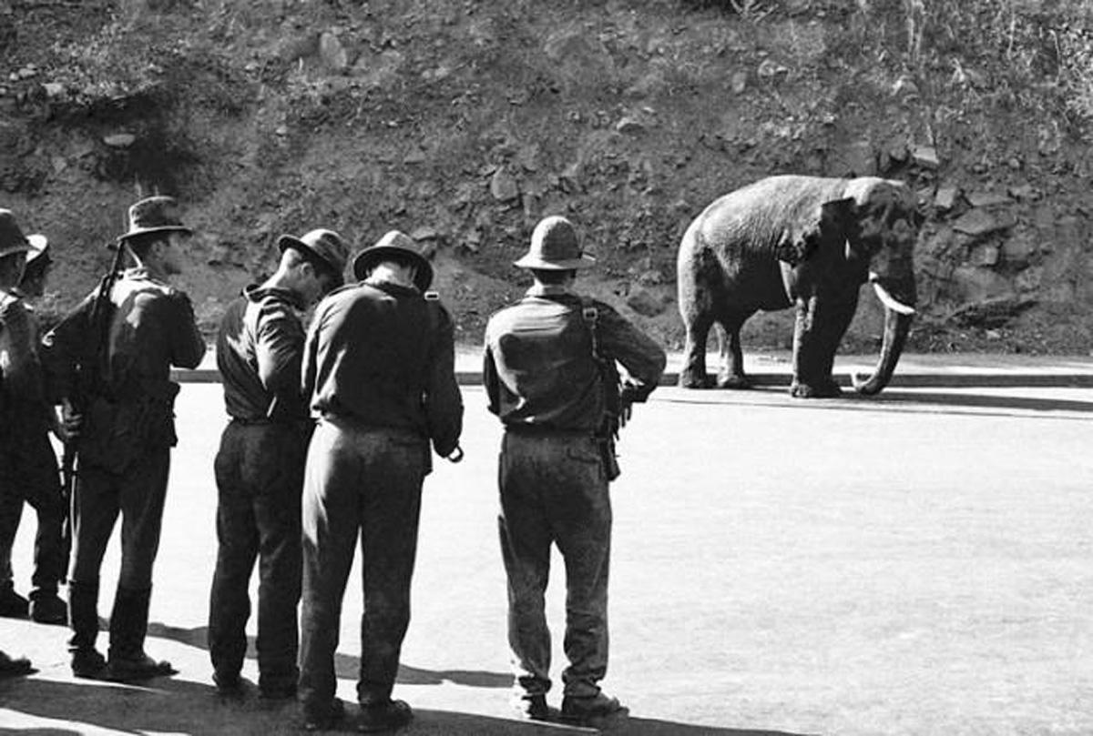 Shooting an Elephant … or a Firing Squad for Dumbo [PHOTO]