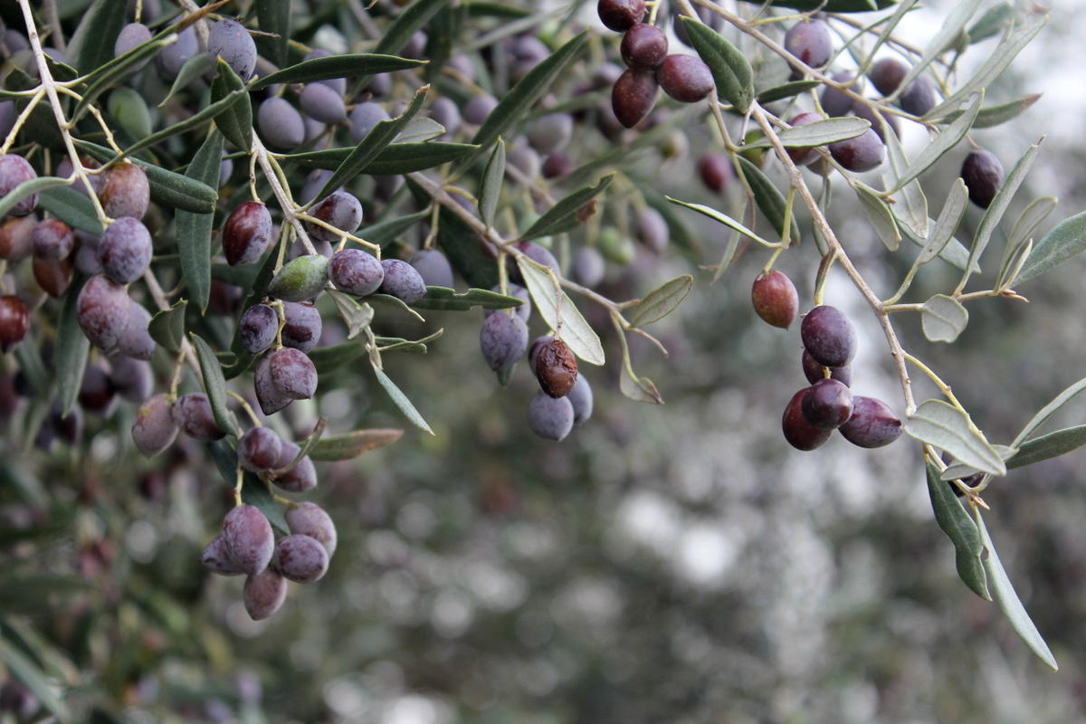 Olive: Next target export market