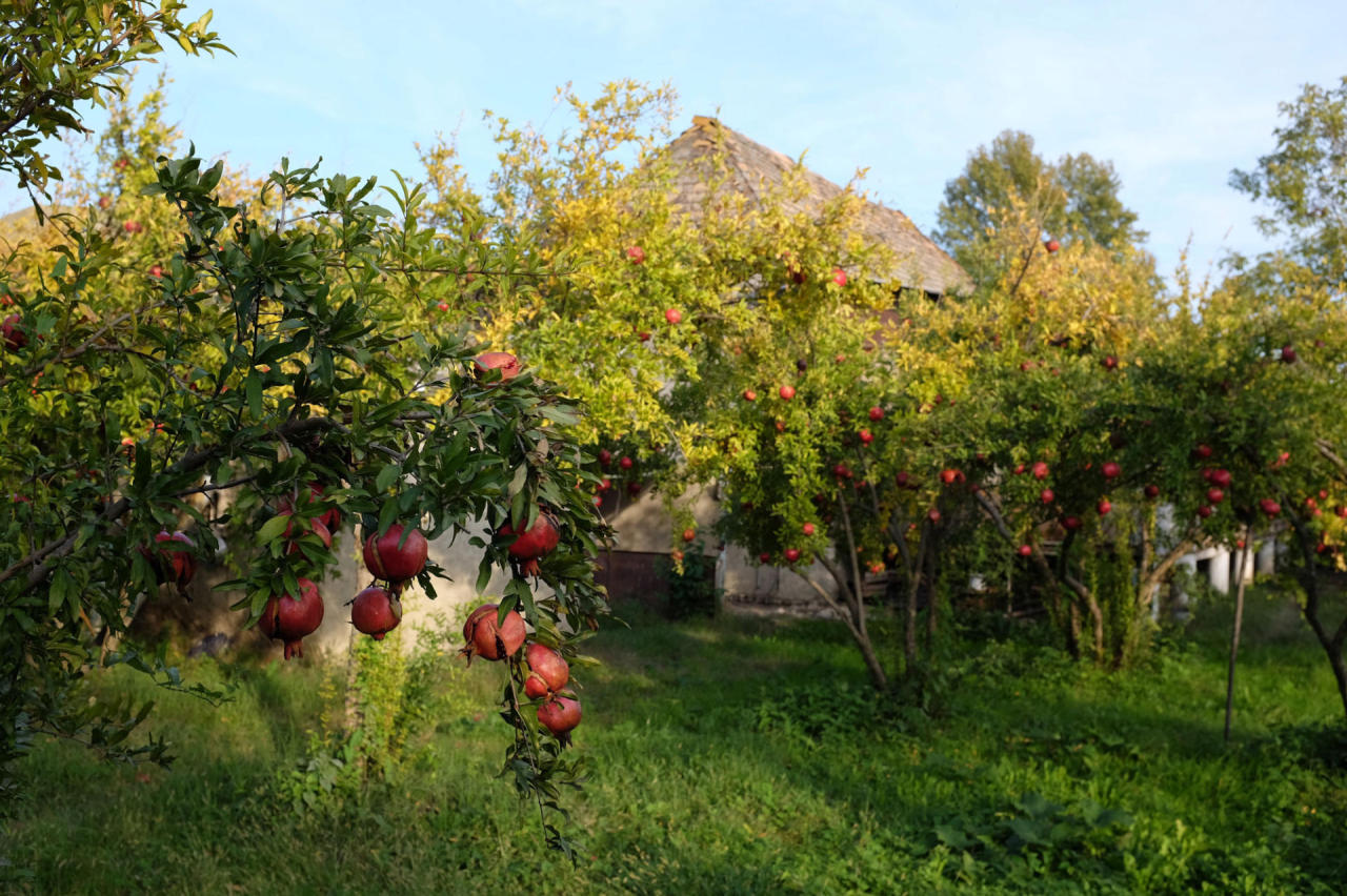 Pomegranate Orchard to be screened in Estonia