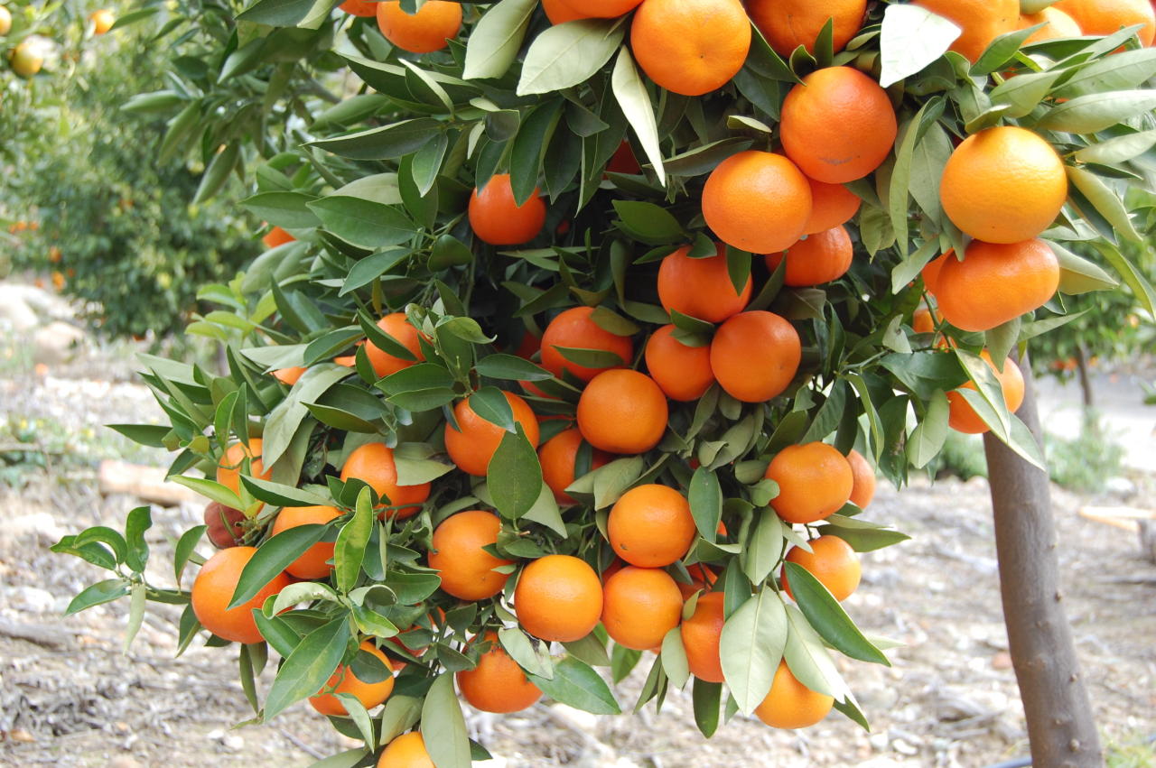 Prospects of citrus industry in Azerbaijan