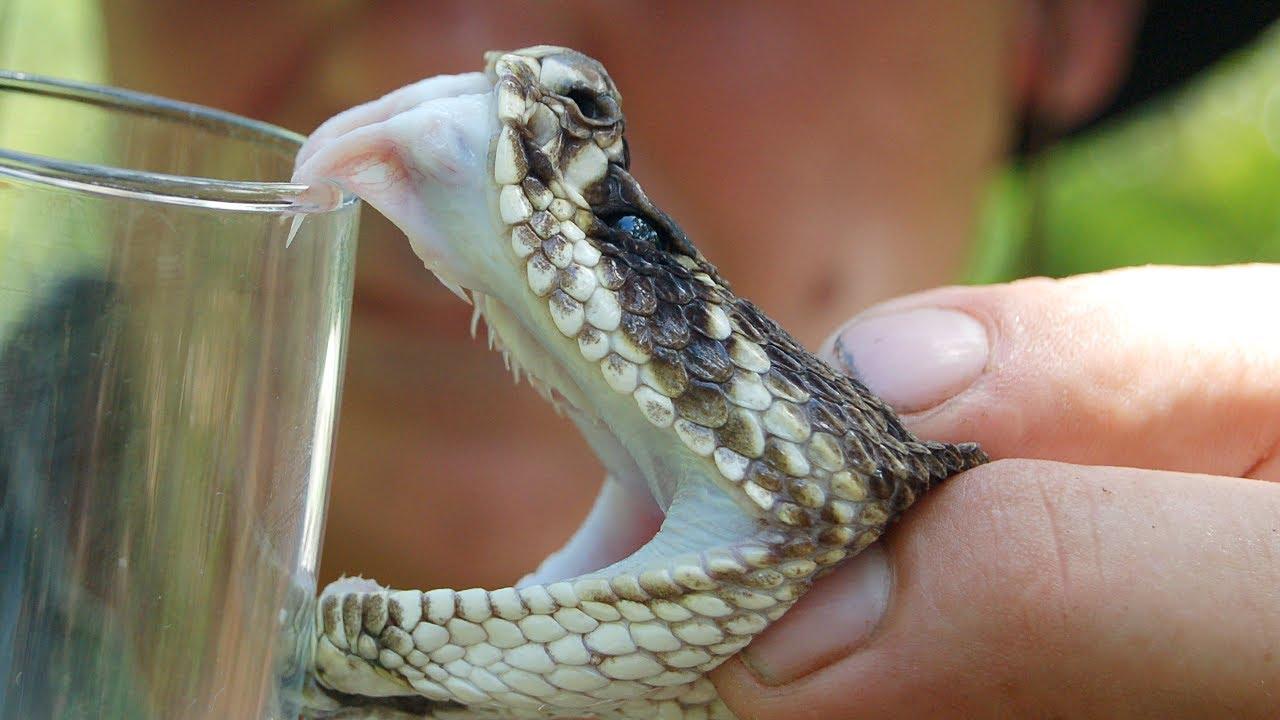 Why Azerbaijan can't sell snake venom? Reason revealed