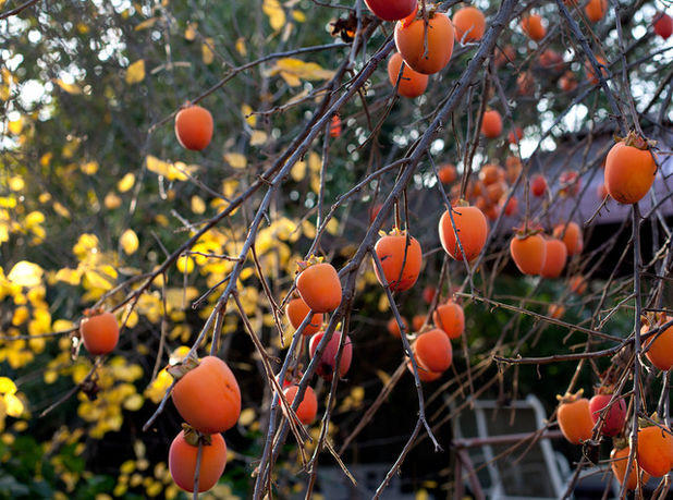 Persimmon export increase