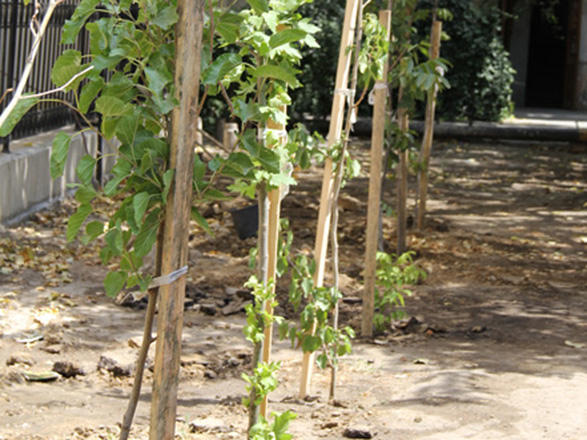 Orchards for low-income families planted in Azerbaijani districts