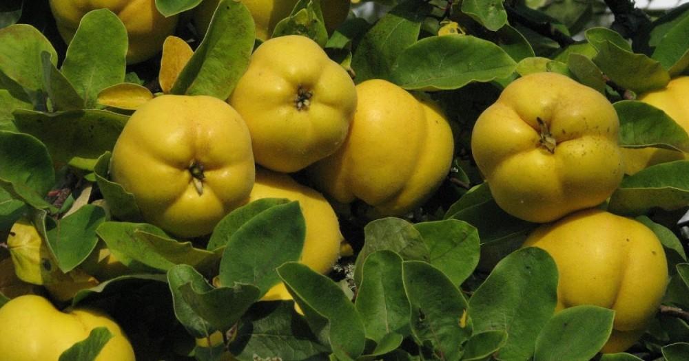 Quince, secret fruit of fall