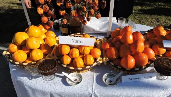 Balakan becomes persimmon paradise this weekend [PHOTO]