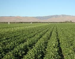 Uzbekistan to expand crop area of beans