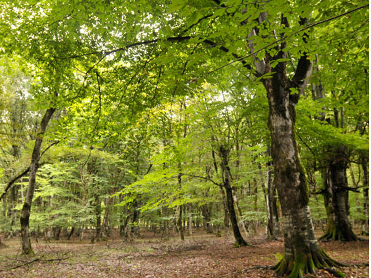 Interest in renting forest land increases in Azerbaijan