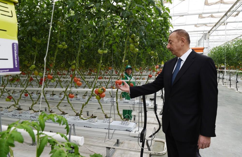 President Aliyev views work carried out in "Baku Agropark" in Zira settlement [UPDATE]