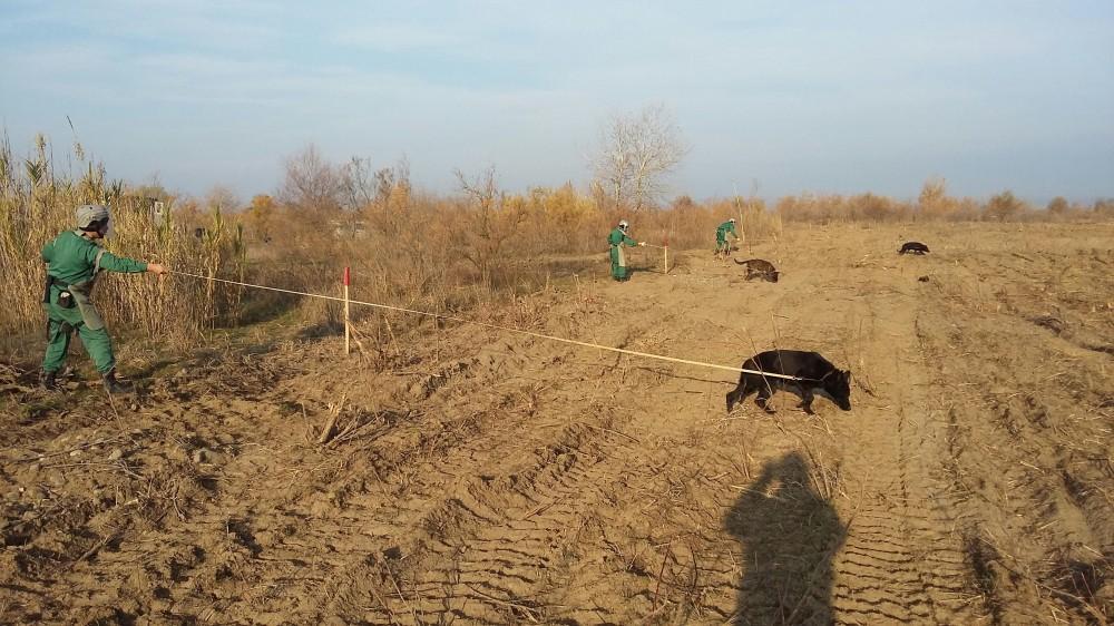 Nine UXO discovered in Jojug Marjanli [PHOTO]