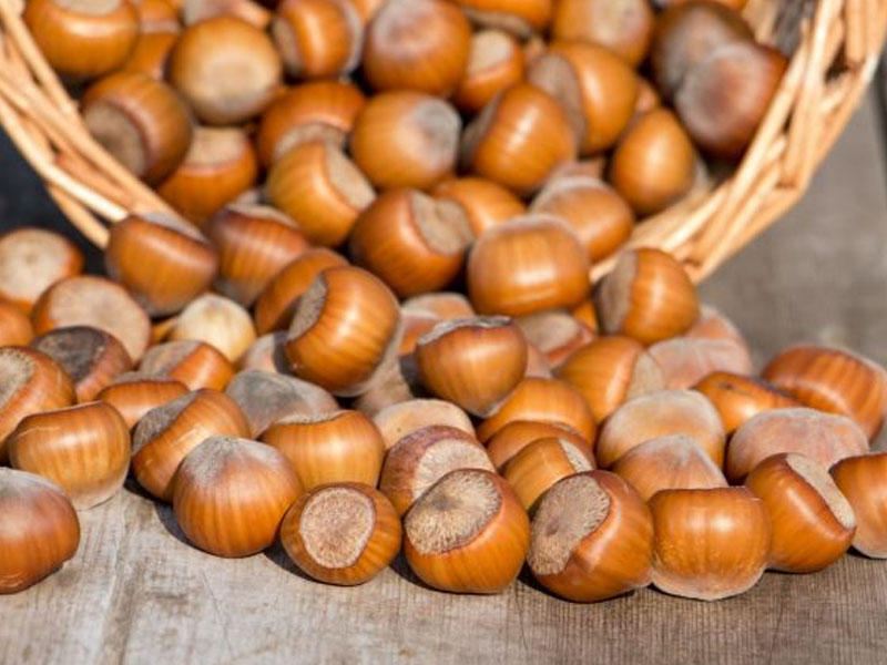 Azerbaijan's lovely hazelnuts for sweet taste