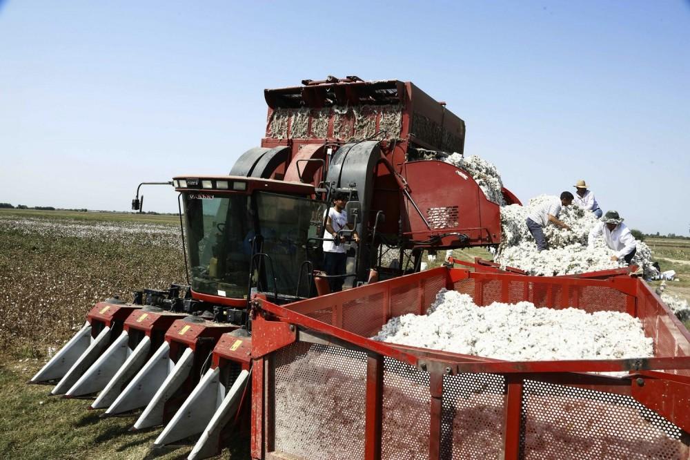 Cotton harvest reaches 200,000 tons this year