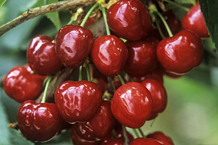 Uzbek farmers consider advanced approaches for sweet cherries production