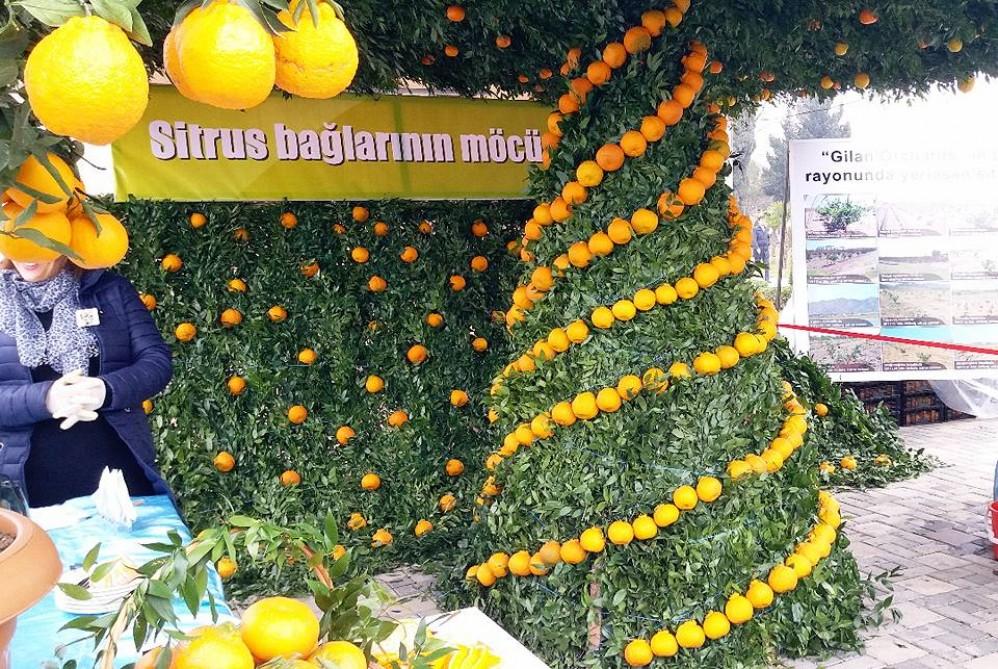 Tea, paddy, and citrus fruits festival starts in Lankaran