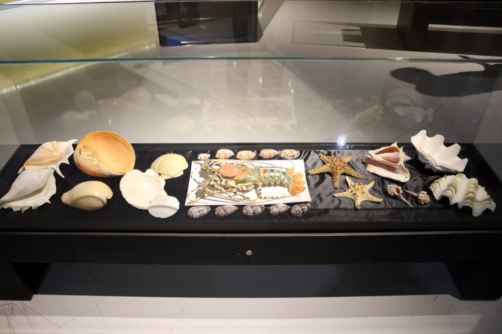 Malacology exhibition opens in Baku [PHOTO]