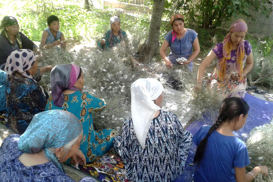 Uzbek silkworm breeders plan to harvest cocoons 3 times a year