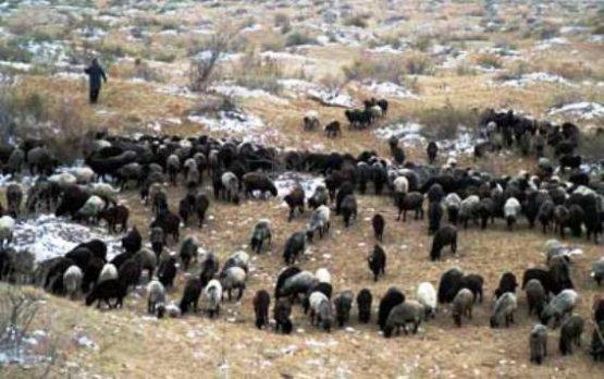Turkmenistan preparing cattle wintering sites