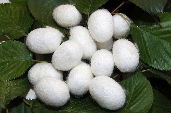 Aghjabadi region to increase production of silkworm cocoons