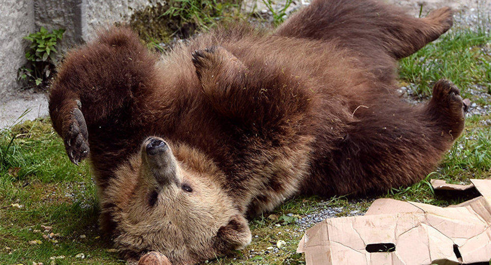 Baku Zoo ready to donate brown bears
