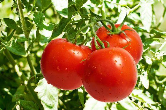 Tomato-main export product of non-oil sector