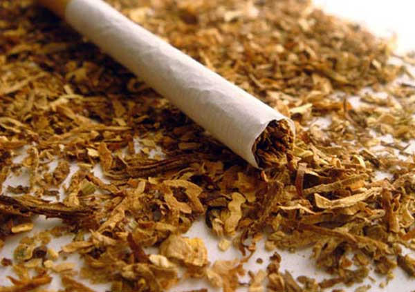 Expert: Azerbaijan to increase tobacco production up to 70 pct