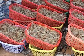 Iran’s shrimp export registers new record