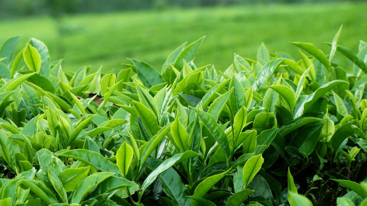Uzbekistan to grow its own tea