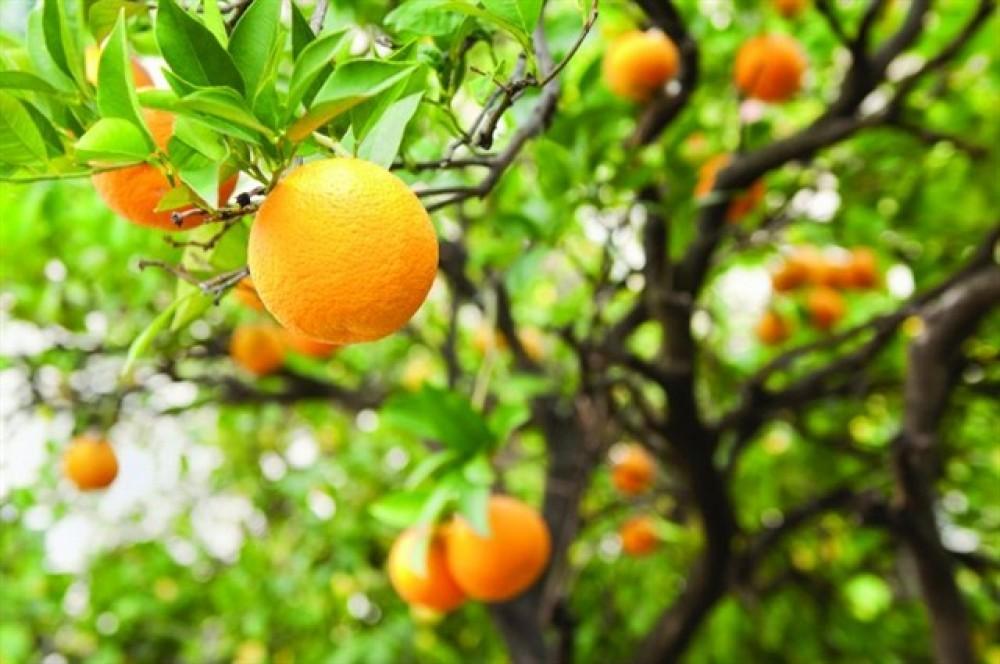 Foreign investments in citrus fruit production to be attracted