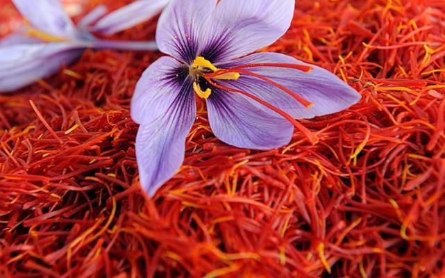 Iran saw surge in saffron exports