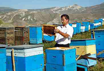 Azerbaijan soon to start subsidy payouts to beekeepers: minister