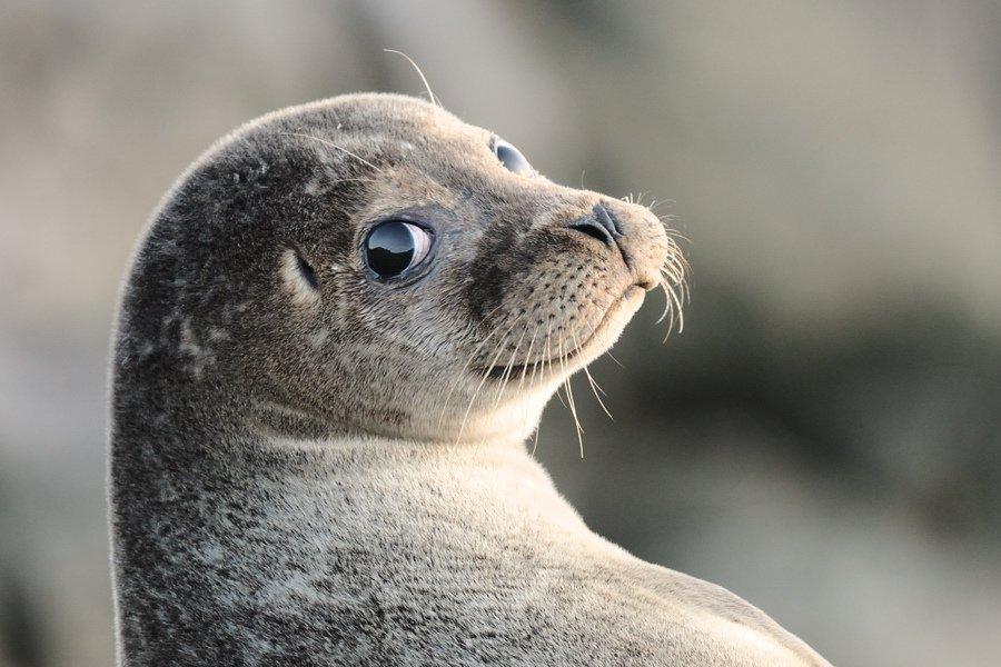 Caspian seal. Will it survive?