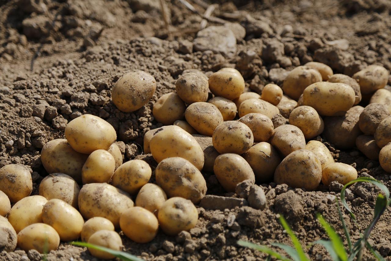 International demand increases for local potato