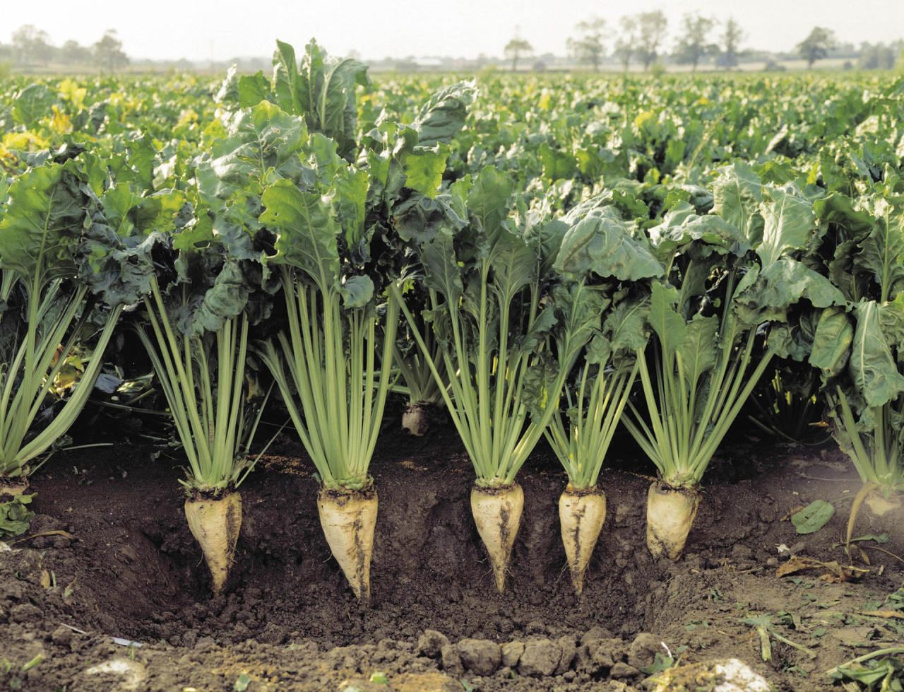 Azerbaijan expanding support to sugar beet producers