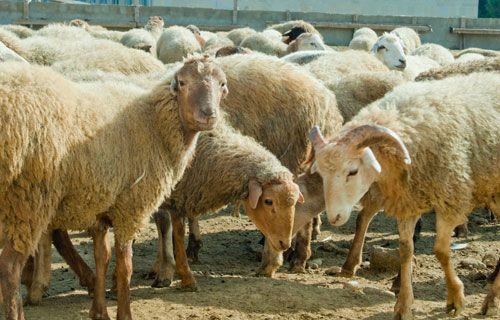 Uzbek, Kazakh farmers eye to develop new sheep breed