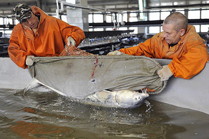 Azerbaijan's fish plant to cut down salmon breeding in reservoirs