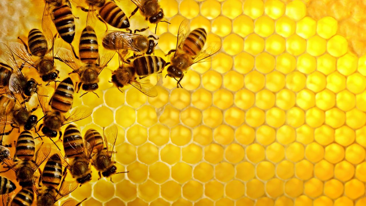 Azerbaijan to supply honey to Jordan