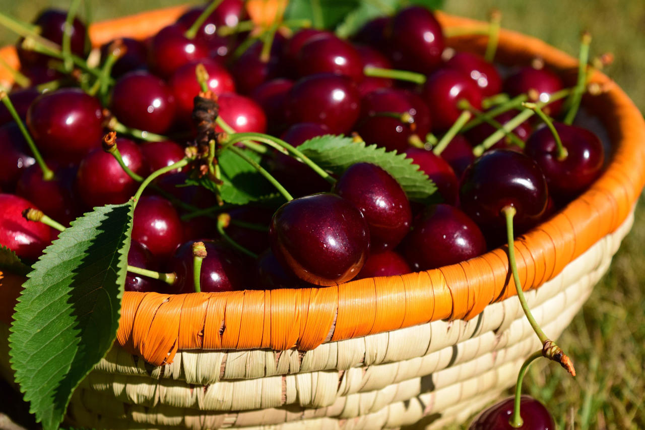 Uzbekistan's sweet cherry exports hit over $100 mln