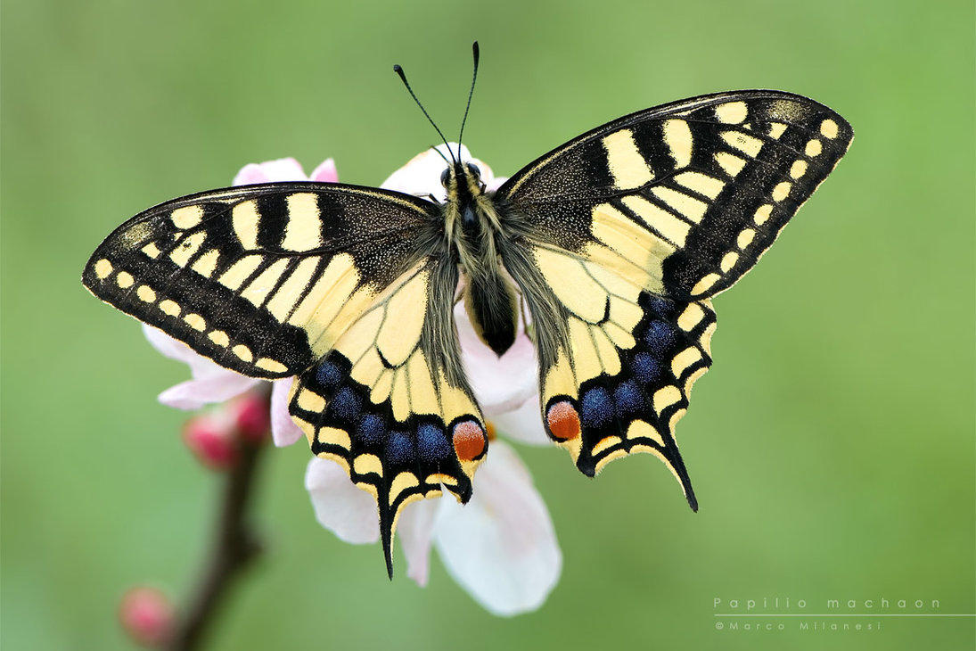 Rare butterfly found in Azerbaijan's southern region