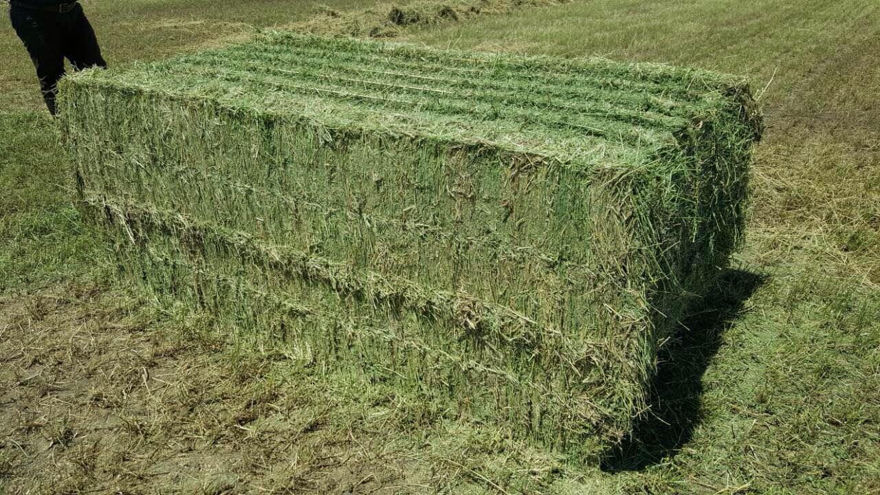 Kazakhstan eyes to export alfalfa hay to China