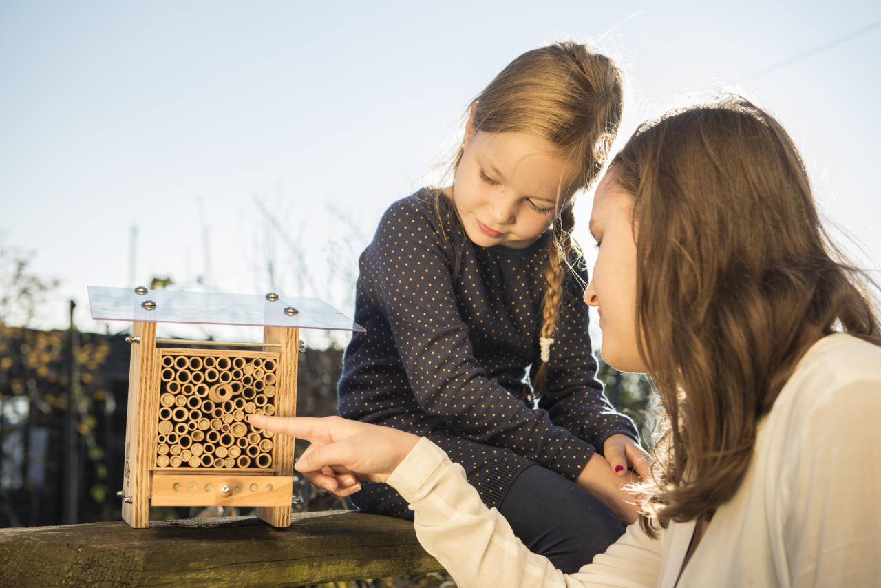 Learning to breed wild bees