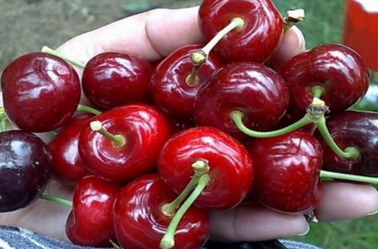 Uzbekistan world's fourth largest cherry exporter