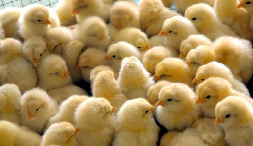 Some half million chickens die of bird flu in Iran