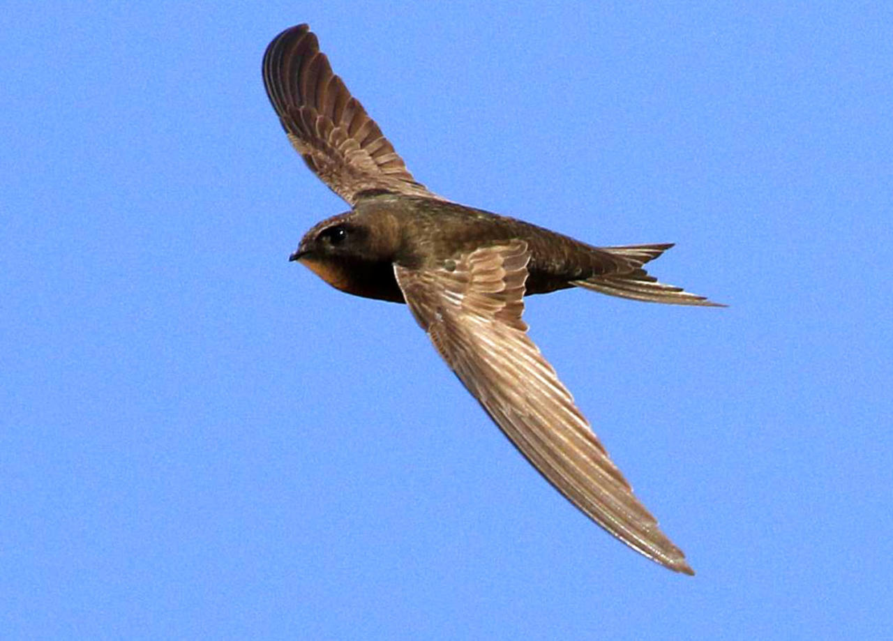 Unique bird found in Tovuz [PHOTO]