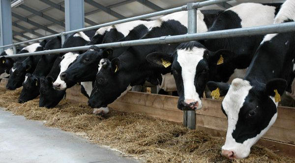 Georgian export of live cattle to Azerbaijan increases