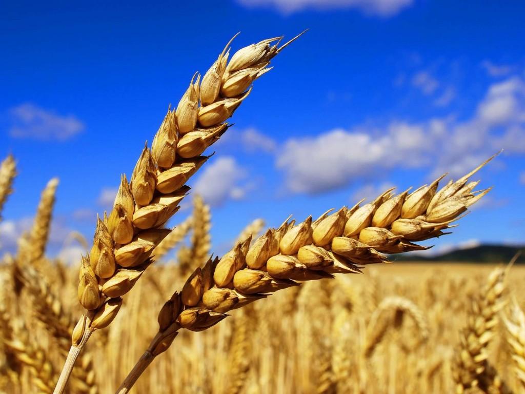Kazakhstan increases grain exports by 1.6 times