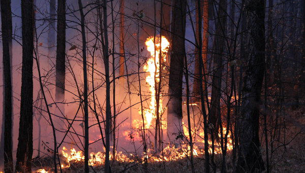 Foreign Ministry: no citizens of Azerbaijan among victims of forest fires in Greece