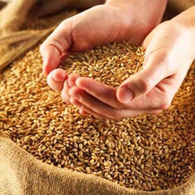 Azerbaijan eyes to fully provide itself with seeds of main grain crops