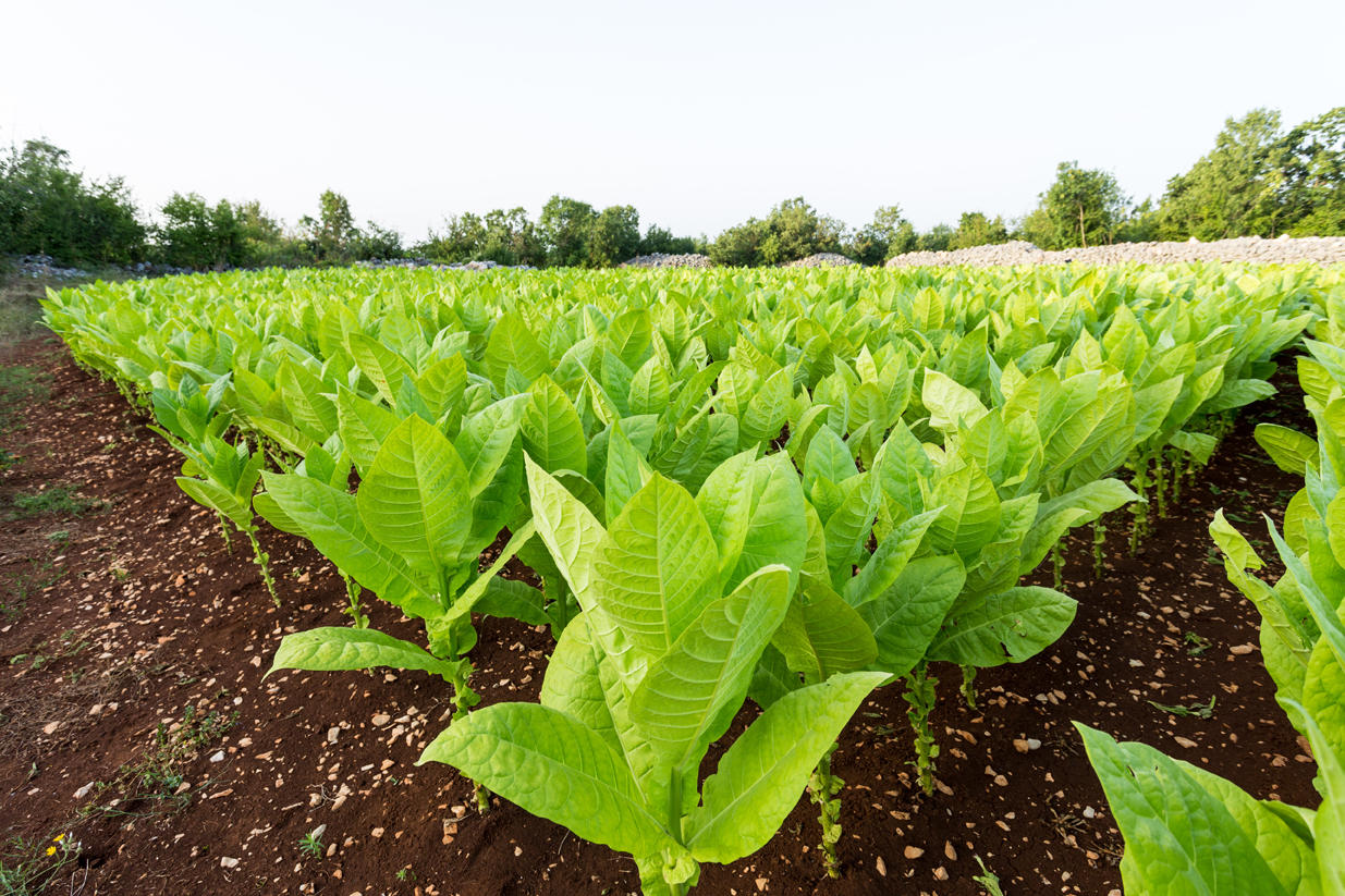 Azerbaijan produces 4,500 tons of tobacco